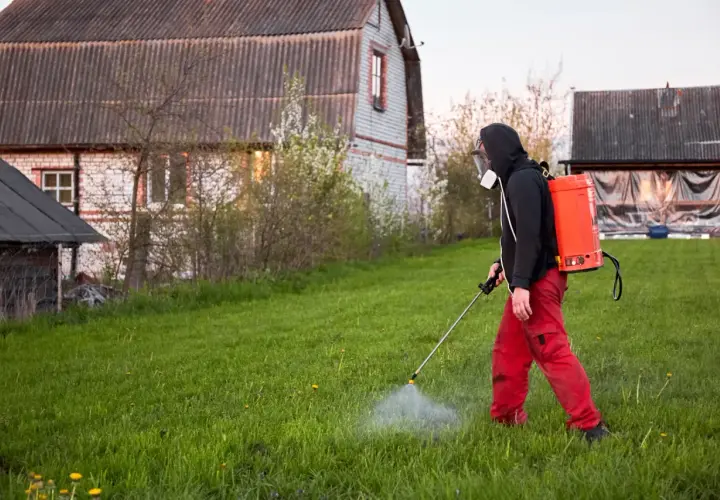 Mężczyzna w masce i czerwonych spodniach opryskuje trawnik, dbając o to, kiedy opryskiwać chwasty na trawniku.