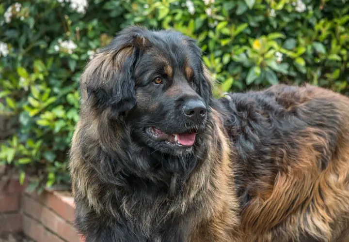 Pies leonberger z gęstą, brązową sierścią, spogląda w bok na tle zielonych krzewów.