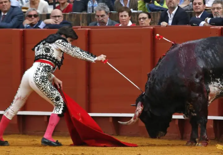 Un torero con traje de luces se enfrenta a un toro ensangrentado, demostrando las reglas del toreo.