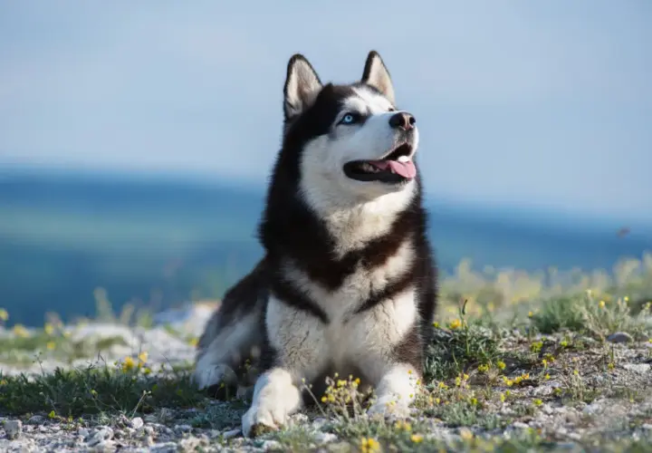 Czy husky jest dobry dla dzieci? Wszystko o bezpieczeństwie i charakterze tej rasy
