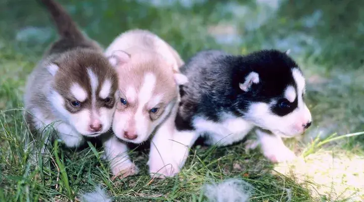Czy husky szczeka? Sprawdź, czy ta rasa jest hałaśliwa i jak ją kontrolować