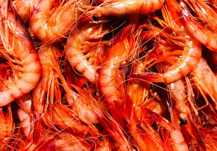 Gamba de Palamós: secretos de su sabor y su importancia ecológica