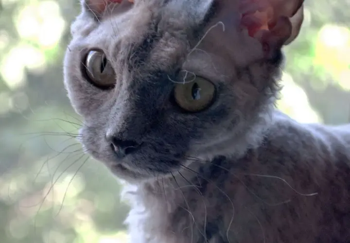 Devon Rex dorosły: idealny towarzysz dla dojrzałych właścicieli котów