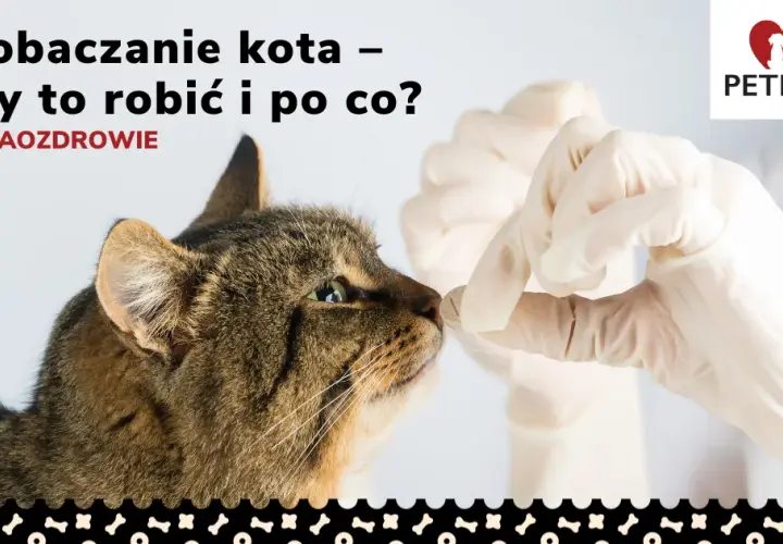 Jak często odrobaczać kota, by uniknąć groźnych pasożytów? Praktyczne porady