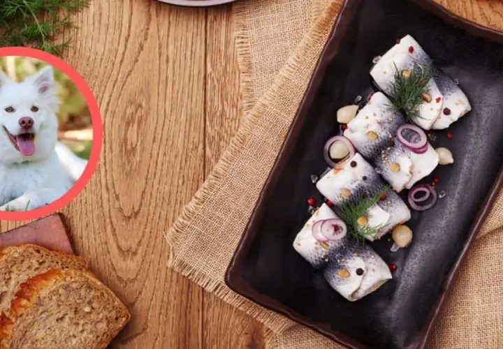 Czy pies może jeść śledzie? Zagrożenia i bezpieczne alternatywy dla psa