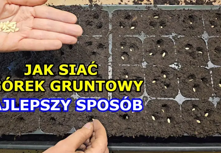 Jak siać ogórki do gruntu: 5 kroków do bujnego plonu w ogrodzie