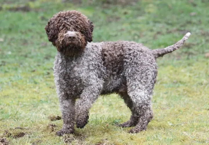 Najlepsze hodowle lagotto romagnolo w Polsce - kompletna lista i ceny