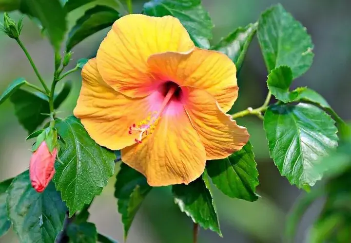 Jak długo kwitnie hibiskus? Odkryj tajemnice jego długiego kwitnienia
