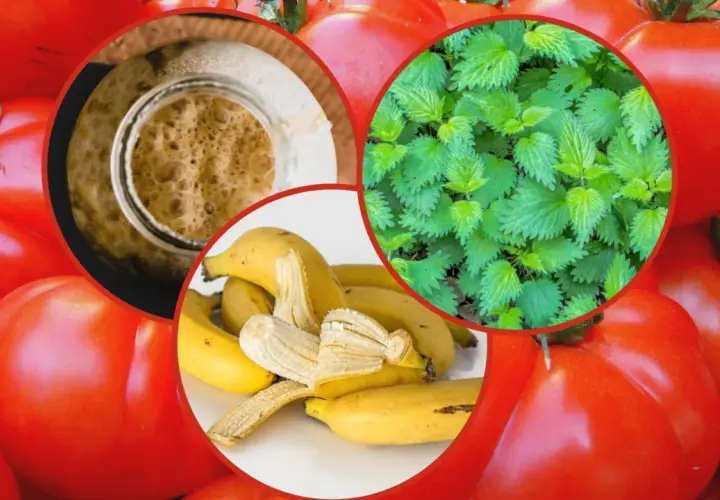 Naturalne nawozy pod pomidory: 5 skutecznych domowych metod