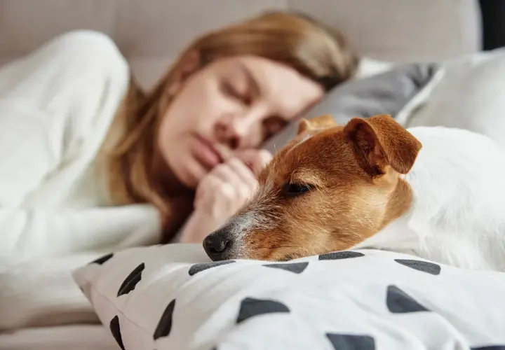 Sennik pies który się przytula – odkryj emocjonalne znaczenie snu