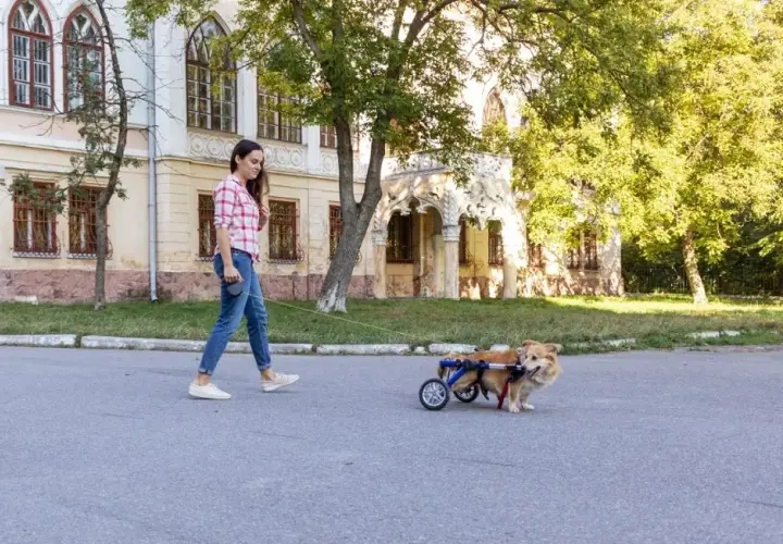 Jak zrobić wózek inwalidzki dla psa - praktyczne porady i instrukcje