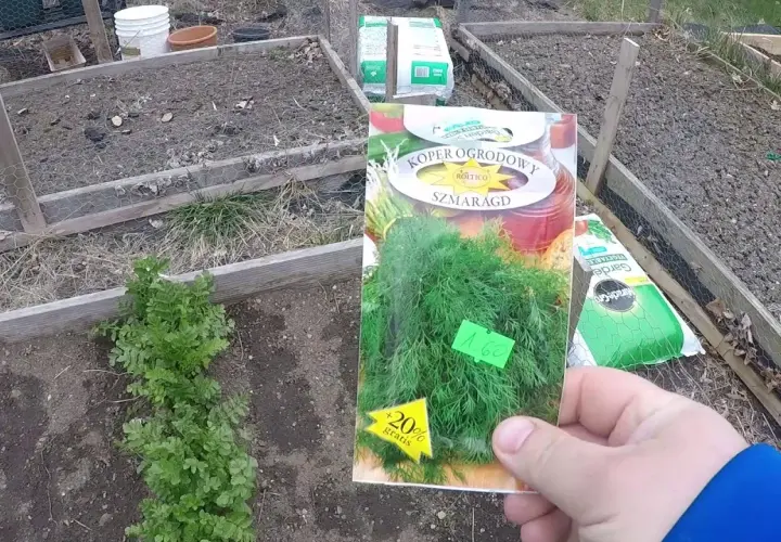 Kiedy siać koper do gruntu? Najlepszy czas i wskazówki uprawy