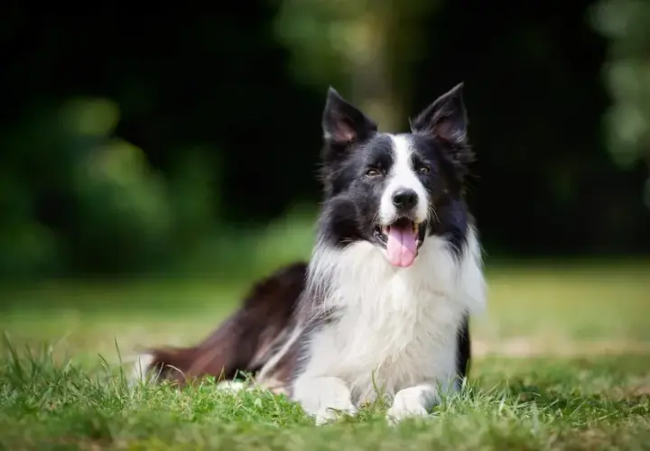 Border Collie - poznaj najpiękniejszą rasę psa na świecie i jej wygląd