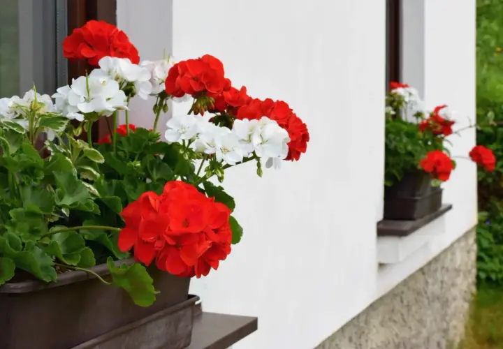 Jakie kwiaty na parapet zewnętrzny sprawią, że Twój balkon ożyje?