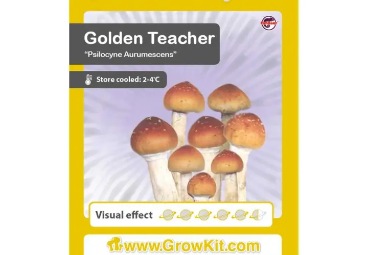 Czy psychoaktywne grzyby mogą leczyć? Golden Teacher i psylocybina vs 5 schorzeń i dolegliwości