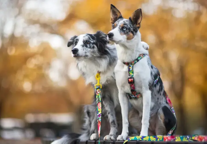 Profesjonalna hodowla Border Collie krótkowłosy: jak wybrać najlepszą?