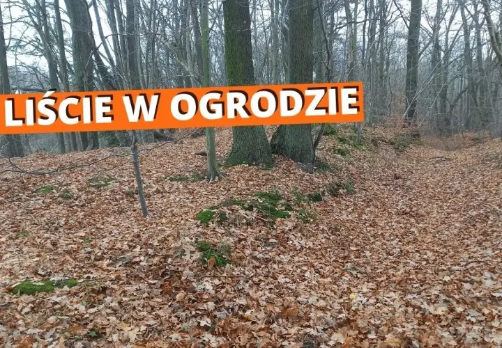 Praktyczne sposoby na to, co zrobić z liśćmi na działce, które pomogą