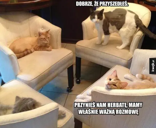 Czy koty mogą pić herbatę - wszystko co musisz wiedzieć jako opiekun kota