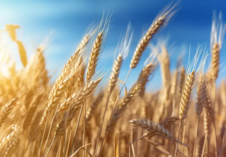 Agricole Trade PL: Analizy i notowania na Agricole Trade - Śledź trendy 