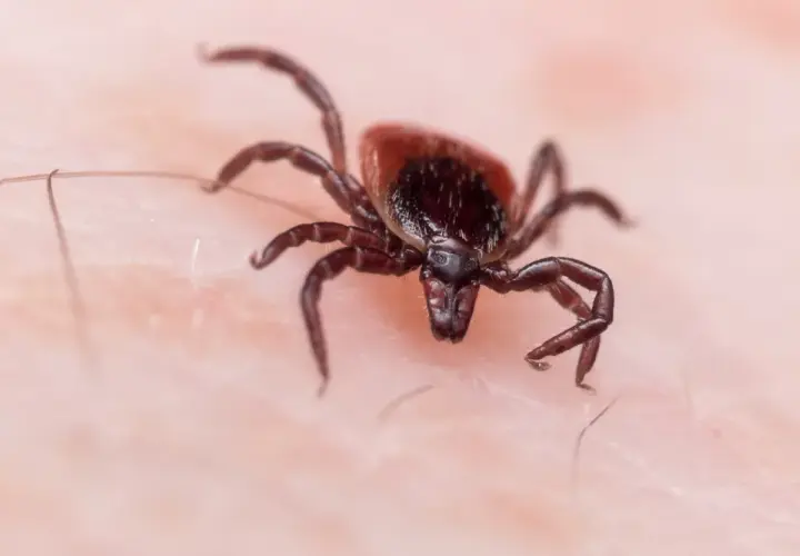 Jak rozmnaża się kleszcz? Zaskakujące fakty o ich cyklu życia