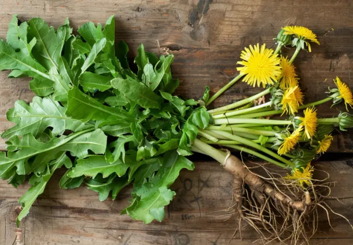 Korzeń mniszka lekarskiego - naturalny detoks i wzmocnienie organizmu