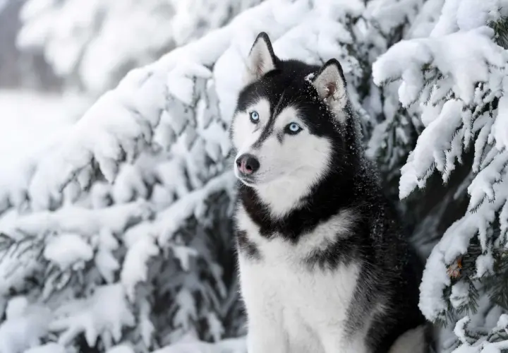 Ile kosztuje szczeniak husky? Sprawdź ceny i uniknij ukrytych kosztów!