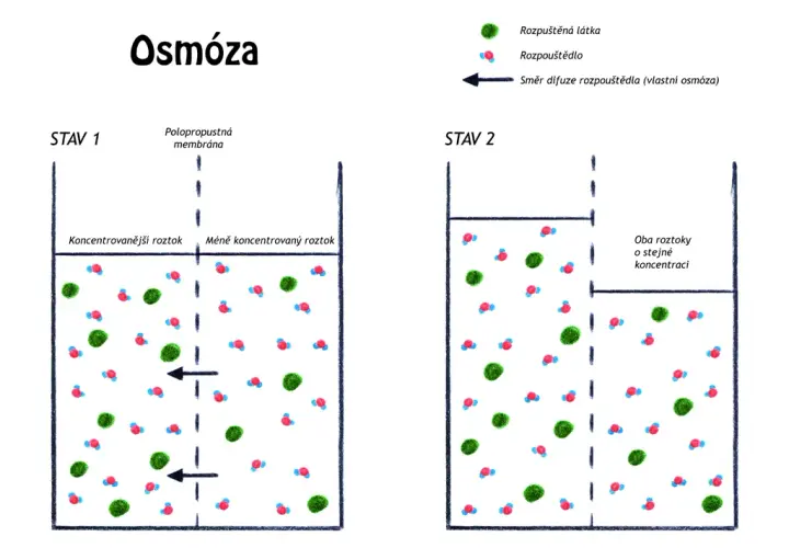 Co to jest osmoza w biologii? Prosty wyjaśnienie i praktyczne przykłady
