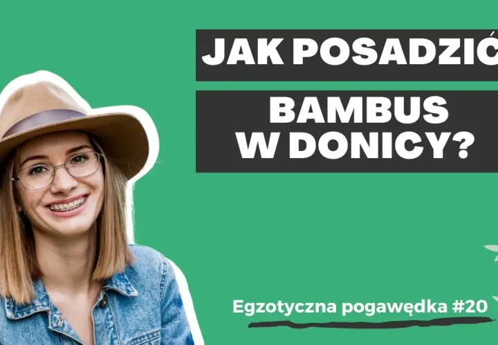 Jak sadzić bambusa w doniczce, aby uniknąć najczęstszych błędów