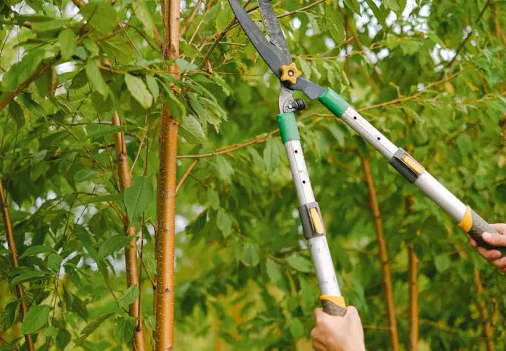 Jak obcinać jabłonie? Najlepsze techniki przycinania drzew owocowych