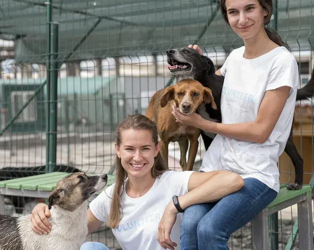 Wolontariat w schronisku na czym polega – co musisz wiedzieć o tym doświadczeniu