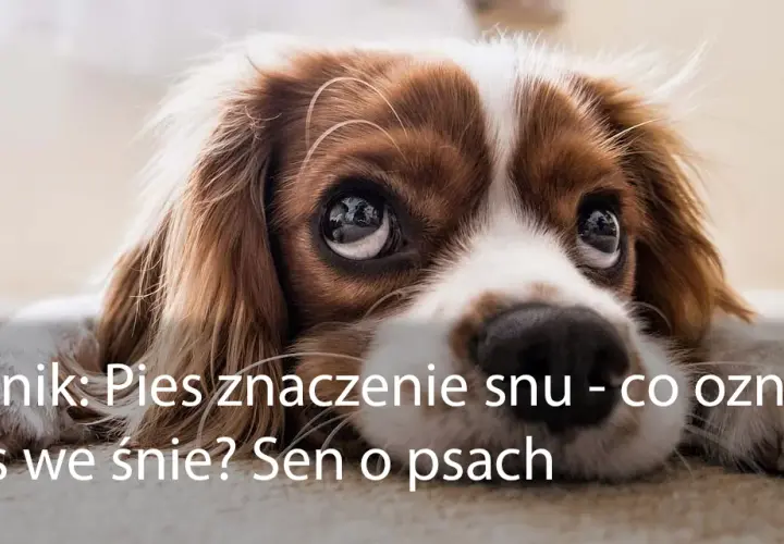 Co oznacza sen z psem? Symbolika i interpretacja snu o psach