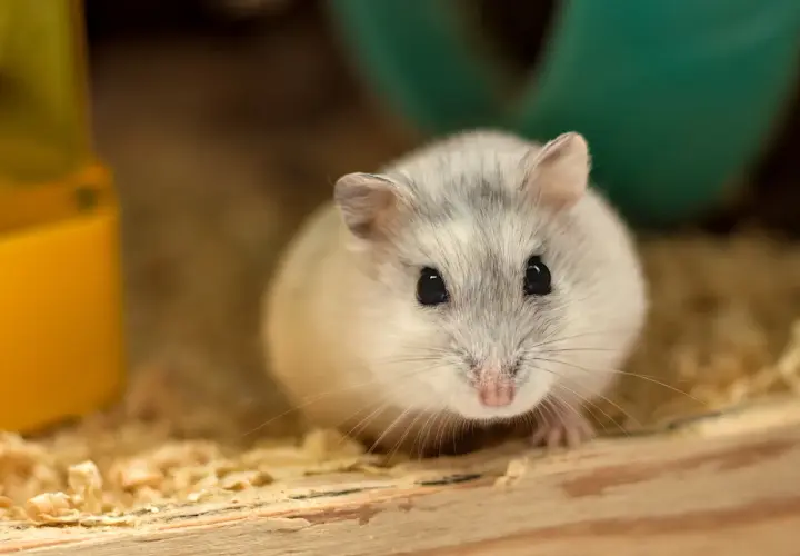 Co hamster? Poznaj chomika - idealne zwierzę domowe!