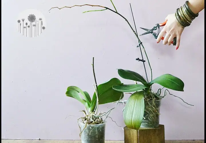 Jak przycinać storczyki phalaenopsis, by zapewnić im zdrowy wzrost