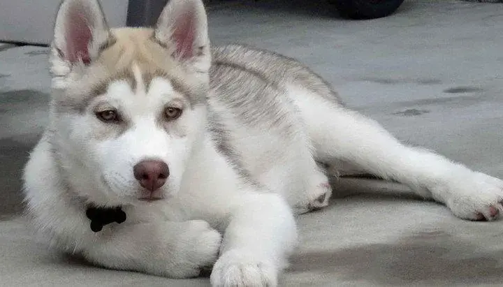 Jak długo żyją husky? Sprawdź, jak przedłużyć życie swojego psa tej rasy