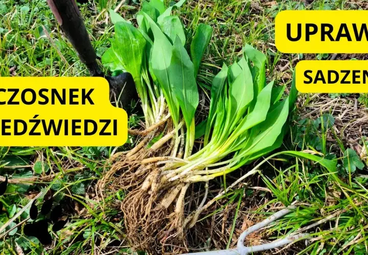 Kiedy sadzić czosnek niedźwiedzi? Najlepszy czas i metody uprawy