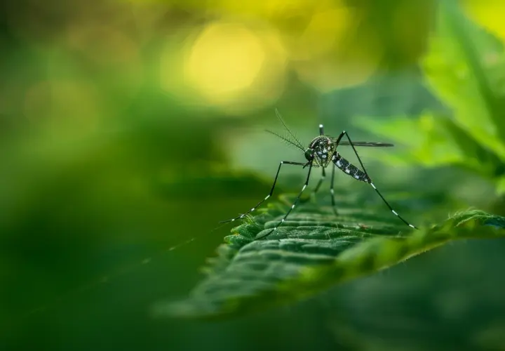 Ile żyje komar: Średnia długość życia komara