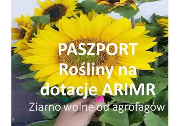 Gdzie sprzedać kwiaty słonecznika? Sprawdź najlepsze opcje sprzedaży