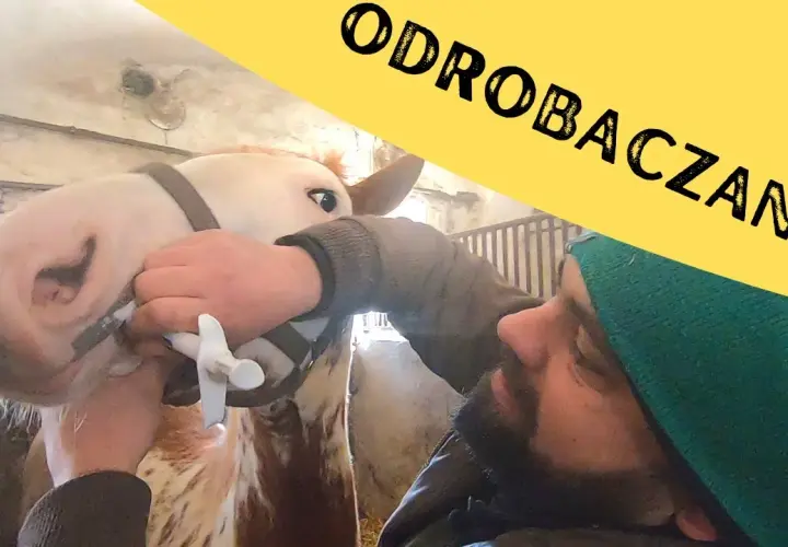 Czy odrobaczanie konia przed jedzeniem jest skuteczne? Kluczowe zasady i porady