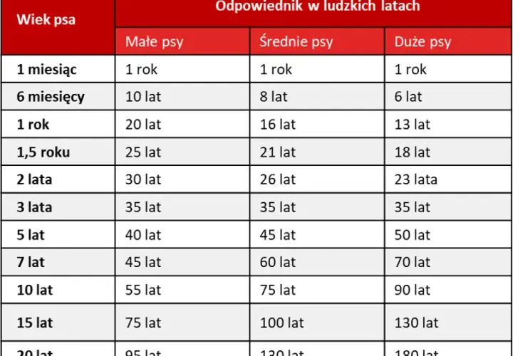 Jak prawidłowo liczyć wiek szczeniaka w dniach i miesiącach - kompletny poradnik