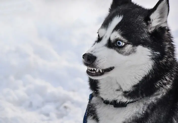 Czy husky jest agresywny? Prawda o temperamentie i zachowaniu tej rasy