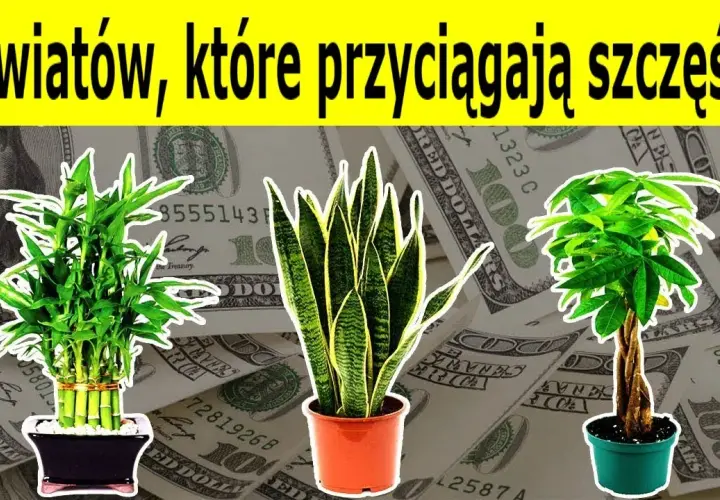 Jakie kwiaty w domu przynoszą szczęście i pozytywną energię