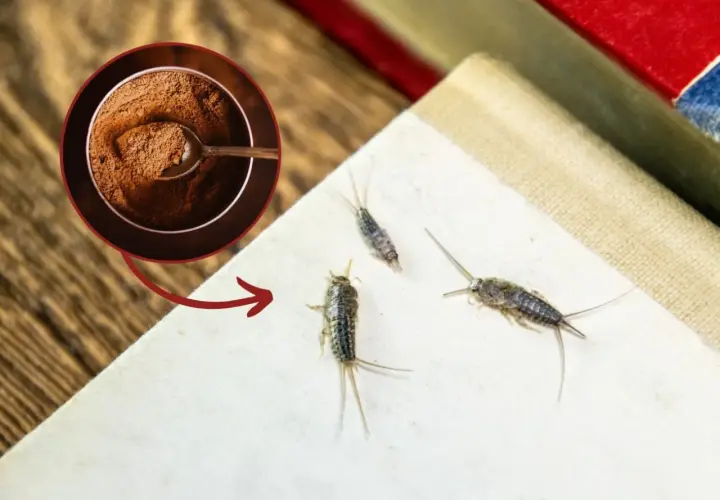 Jak się pozbyć rybików z mieszkania? Skuteczne metody i porady