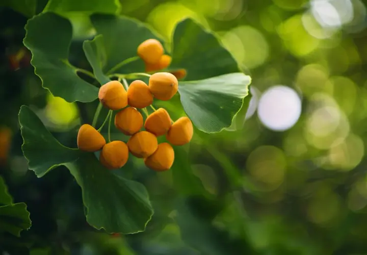 Ginkgo biloba - niezwykłe właściwości zdrowotne drzewa miłorzębu