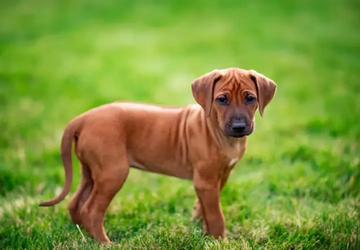 Jak wychować szczeniaka rhodesian ridgeback: przygotowanie na przyjęcie psa