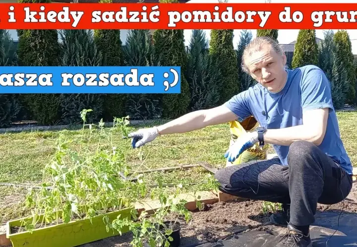 Kiedy sadzić pomidory koktajlowe do gruntu? Poradnik ogrodnika