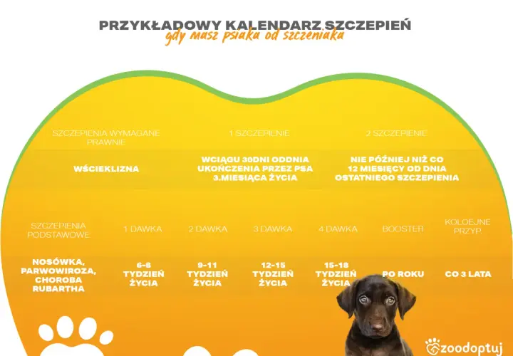 Ile kosztuje szczepienie szczeniaka? Poznaj cennik i harmonogram szczepień