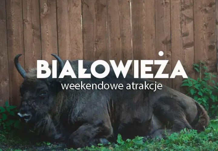 Białowieża atrakcje turystyczne, które zaskoczą każdego turystę