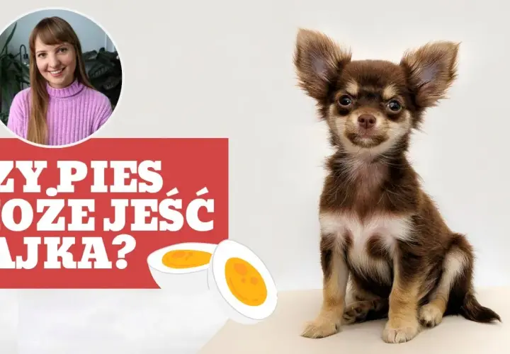 Czy pies może jeść jajka? Korzyści, zagrożenia i bezpieczne sposoby podawania