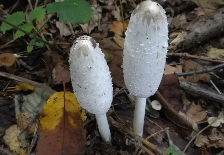 Coprinus - poznaj właściwości zdrowotne i kulinarne czernidłaka kołpakowatego