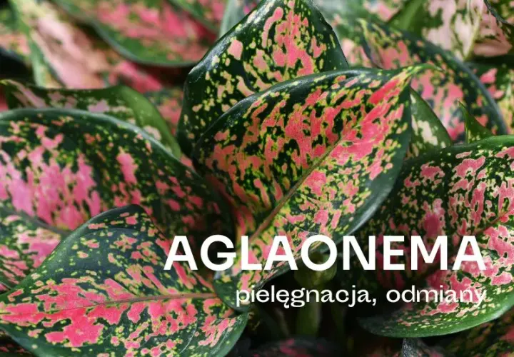Czy aglaonema kwitnie w domu? Rzadkie kwiaty i ich pielęgnacja